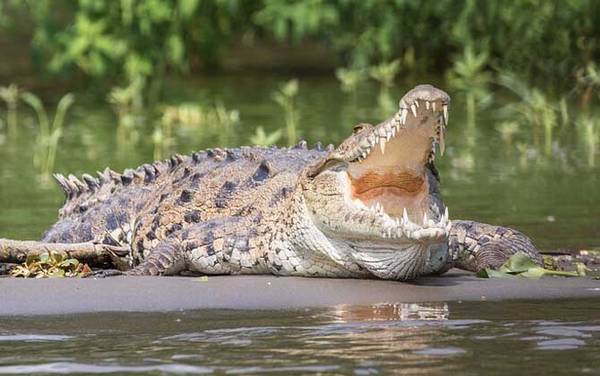 暹罗鳄是什么动物?