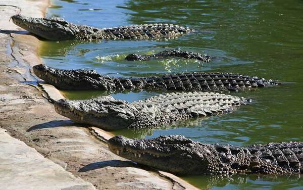 暹罗鳄是什么动物?
