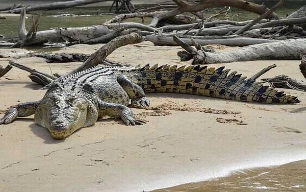 咸水鳄是什么动物?