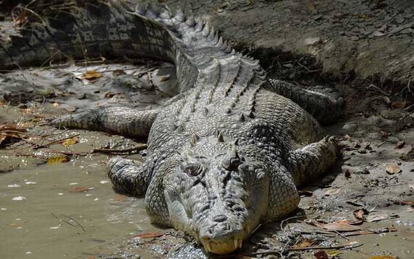 咸水鳄是什么动物?