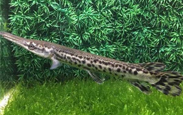 尖嘴鳄是什么动物?