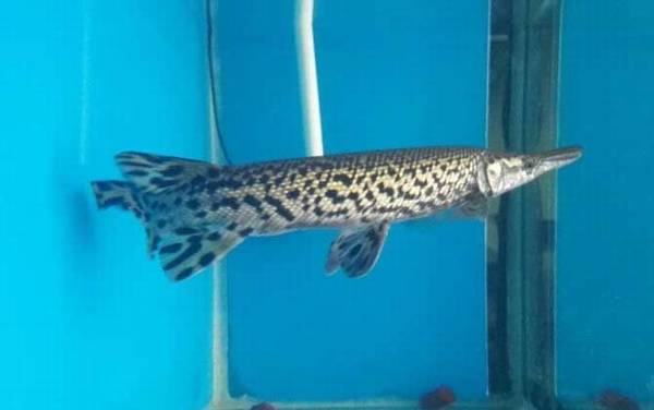 尖嘴鳄是什么动物?