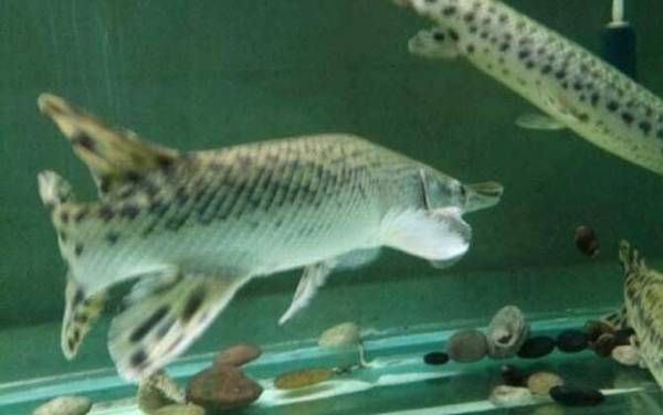 尖嘴鳄是什么动物?