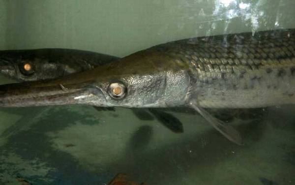 尖嘴鳄是什么动物?