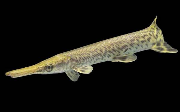 鸭嘴鳄是什么动物?