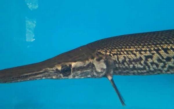 鸭嘴鳄是什么动物?