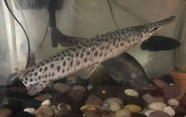 鸭嘴鳄是什么动物?