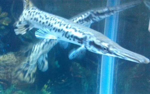 鸭嘴鳄是什么动物?