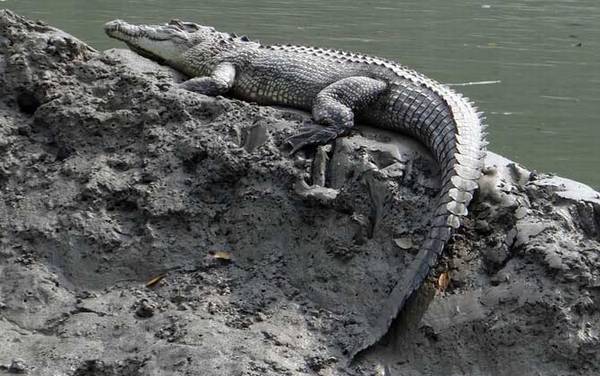 世界上最大的鳄鱼有多大?