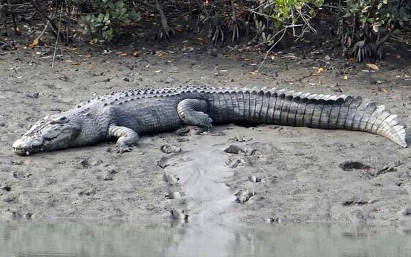 鳄鱼的眼泪是什么意思?