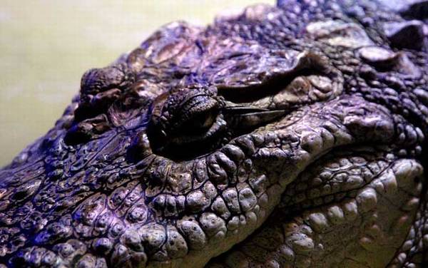 鳄鱼法则是什么意思?