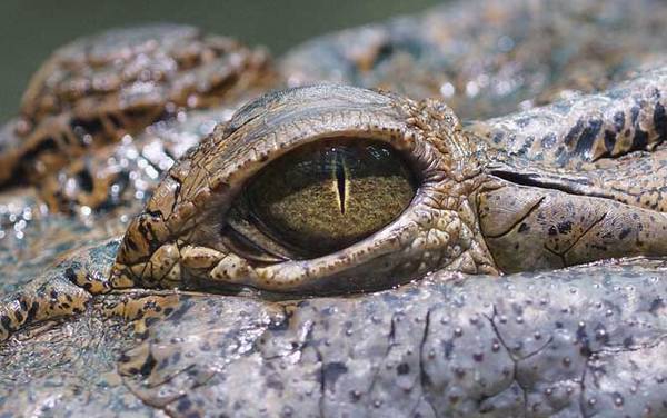 鳄鱼法则是什么意思?