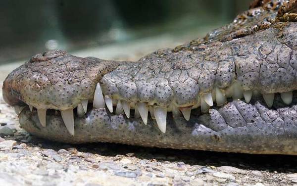 鳄鱼肉价格多少钱一斤?