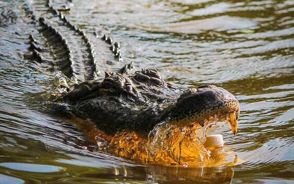 鳄鱼肉价格多少钱一斤?