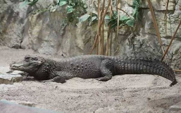 鳄鱼吃人是真的吗?