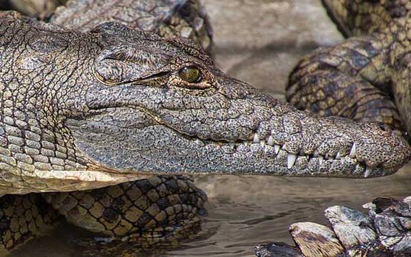 鳄鱼吃人是真的吗?