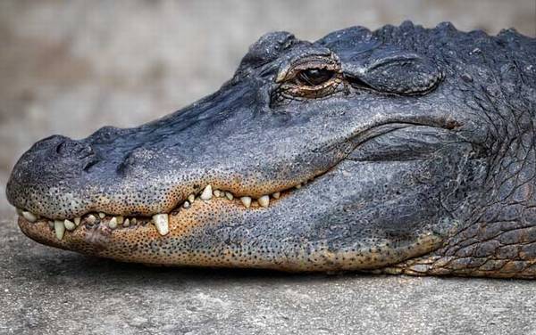 鳄鱼舌头有什么作用?