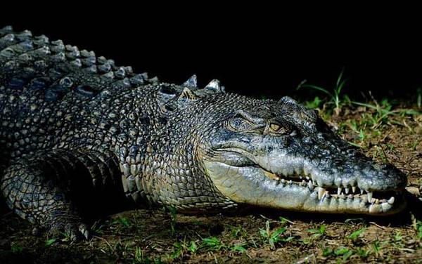 鳄鱼舌头有什么作用?