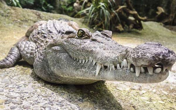 鳄鱼舌头有什么作用?