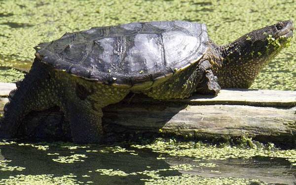 鳄鱼龟是什么动物?
