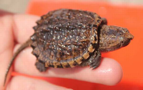 拟鳄龟是什么动物?