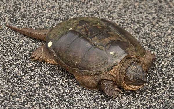 巴西鳄龟是什么动物?