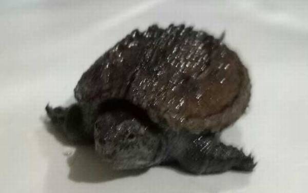 拟鳄龟是什么动物?