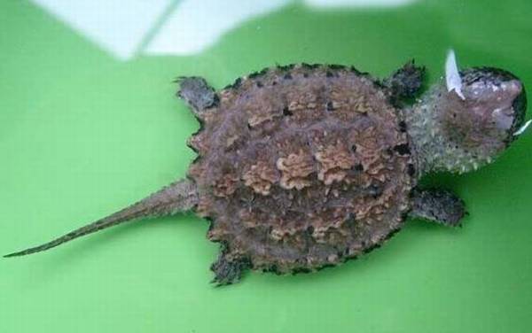 小鳄龟是什么动物?