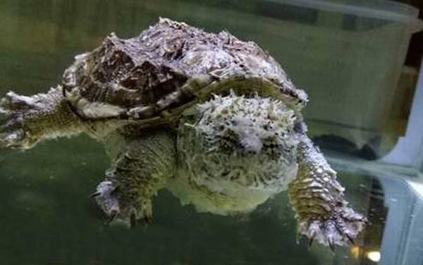 佛鳄龟是什么动物?