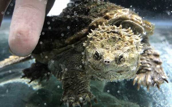 佛鳄龟是什么动物?