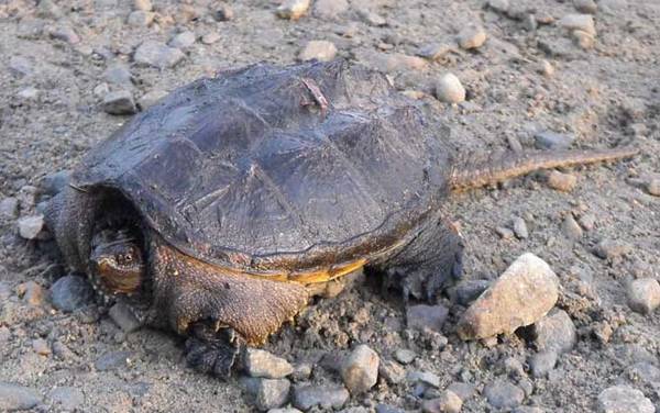 大鳄龟是什么动物?