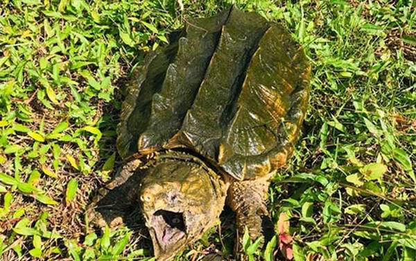 真鳄龟是什么动物?