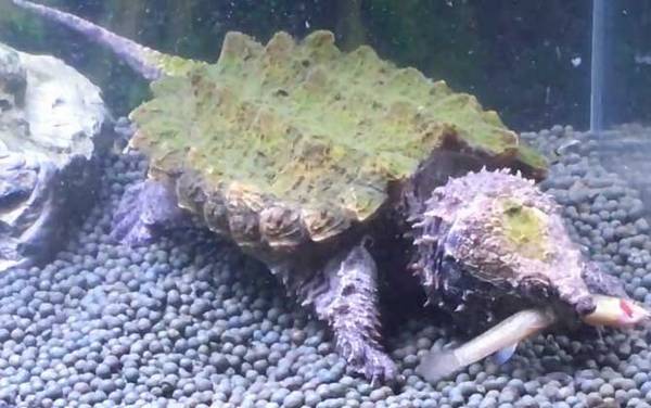 真鳄龟是什么动物?