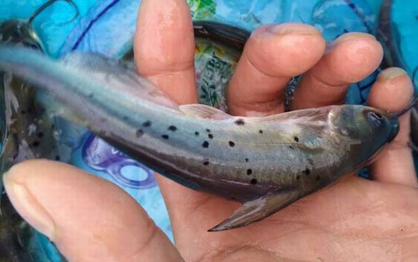 叉尾鮰是什么鱼?