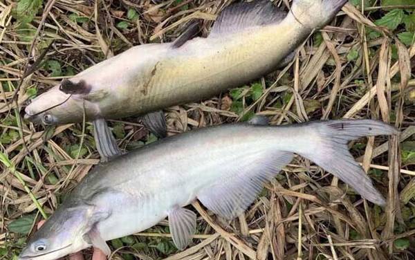 叉尾鮰鱼是不是吃垃圾的鱼?