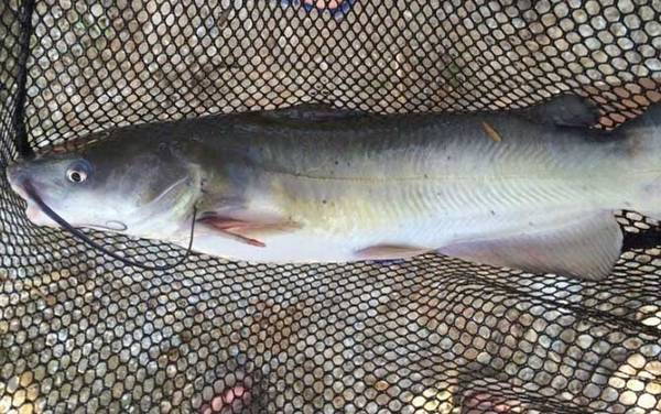 叉尾鮰鱼是不是吃垃圾的鱼?