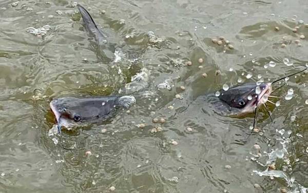 长吻鮠(鮰鱼)的习性及特点