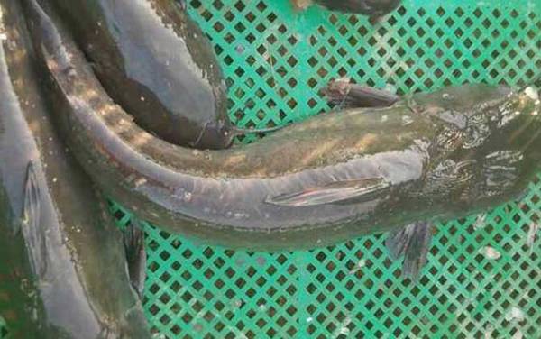 长吻鮠价格多少钱一斤?