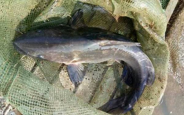 长吻鮠是不是保护动物?