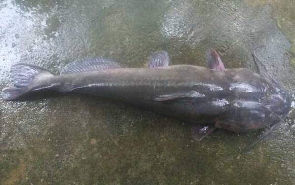 鮰鱼为什么不能吃?