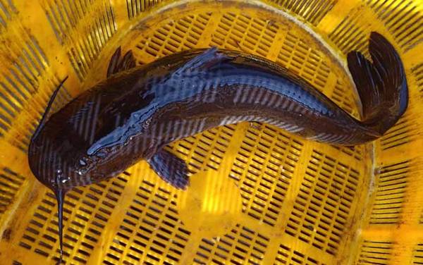 鮰鱼为什么不能吃?