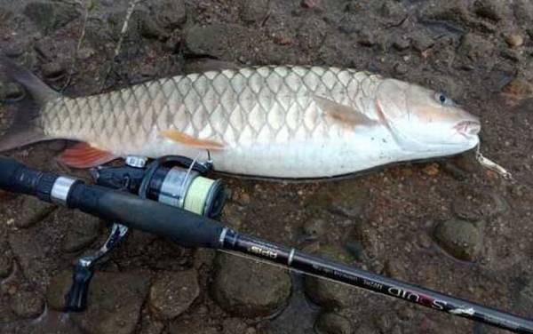 军鱼价格多少钱一斤?