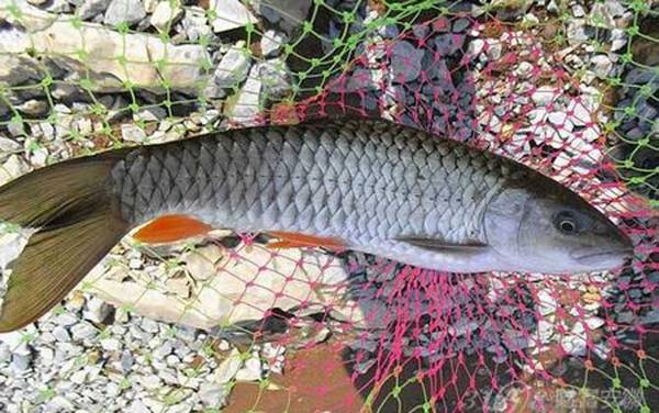 军鱼养殖技术及病害防治