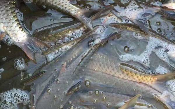 军鱼养殖技术及病害防治