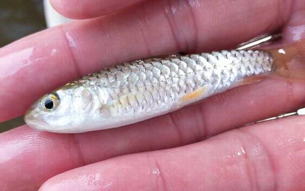 军鱼养殖一年能长多重?