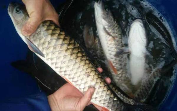 军鱼养殖一年能长多重?