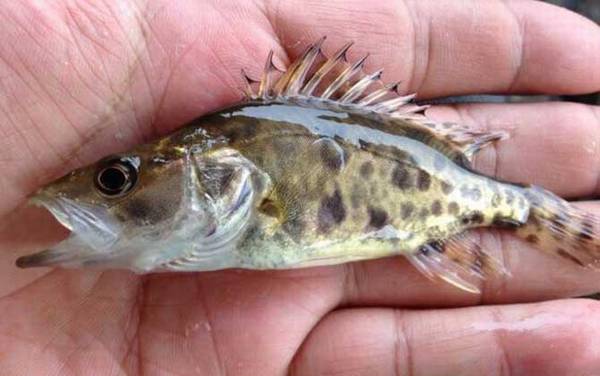 鳜鱼苗价格多少钱一尾?