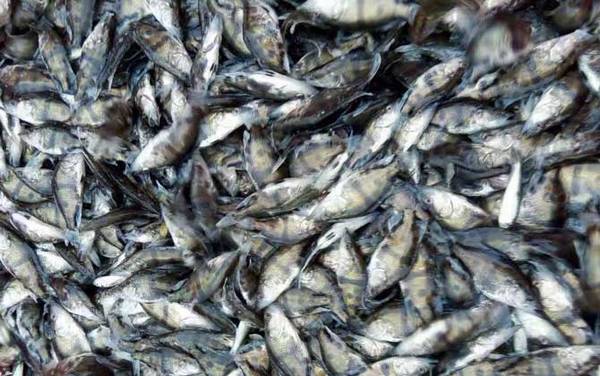 鳜鱼苗价格多少钱一尾?