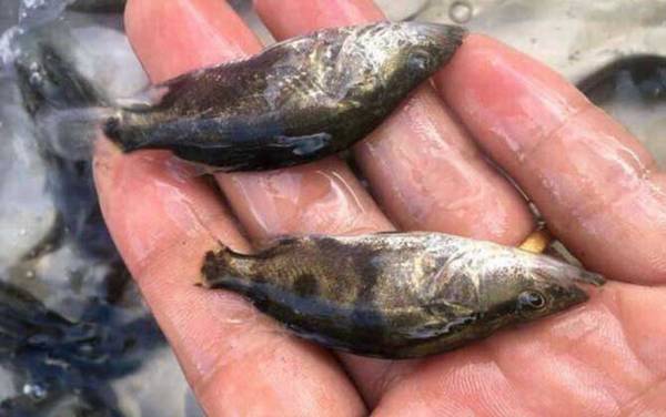 鳜鱼苗价格多少钱一尾?