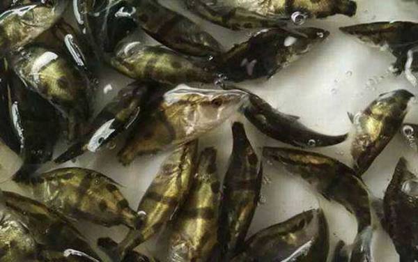 鳜鱼苗价格多少钱一尾?